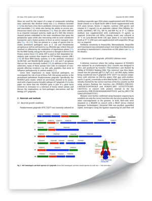 Identification of a Czc like Operon of the Periodontal Pathobiont Porphyromonas Gingivalis Involved in Metal Ion Efflux